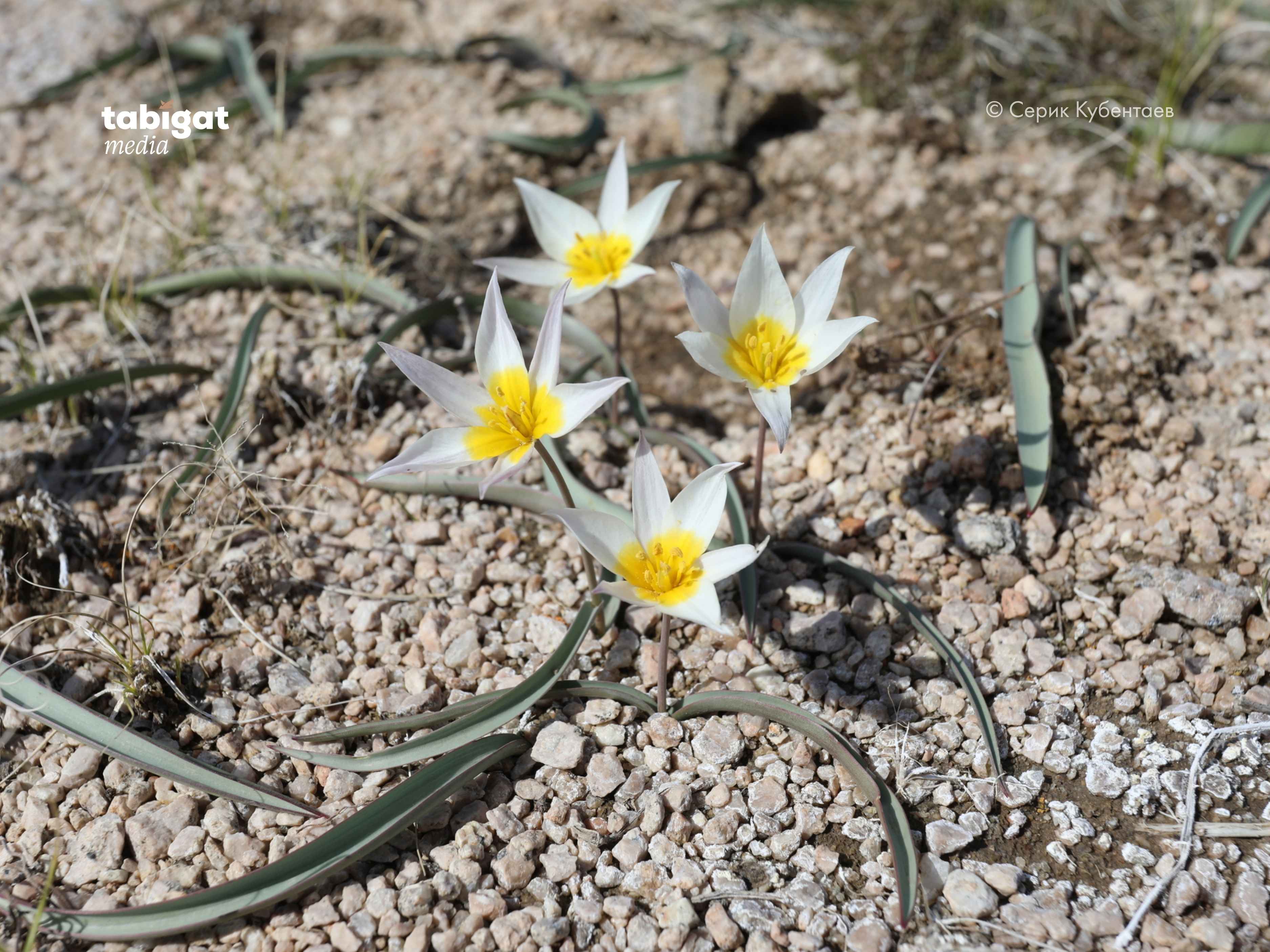 Порно қожайыны ренжіп, оны жалайды